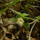 Image of <i>Alsobia chiapensis</i>