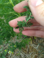 Image of False chamomile