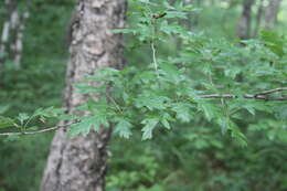 Image of Chinese Hawthorn