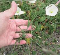 Image de Calystegia macrostegia subsp. intermedia (Abrams) Brummitt