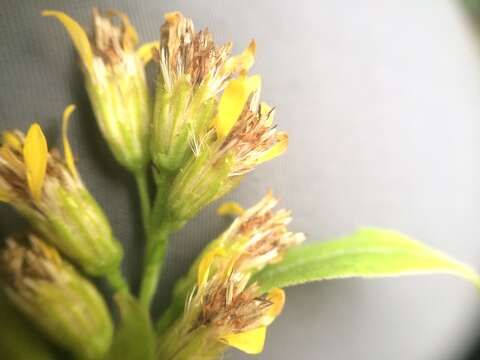 Image of Solidago virgaurea subsp. virgaurea