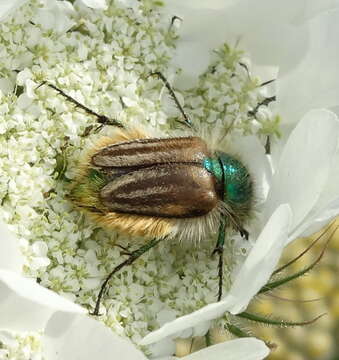 صورة Eulasia (Trichopleurus) pareyssei (Brullé 1832)