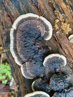 Image de Trametes cingulata Berk. 1854