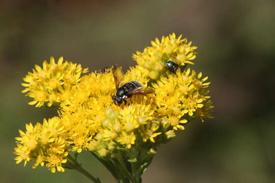 Image of Sericomyia militaris Walker 1849