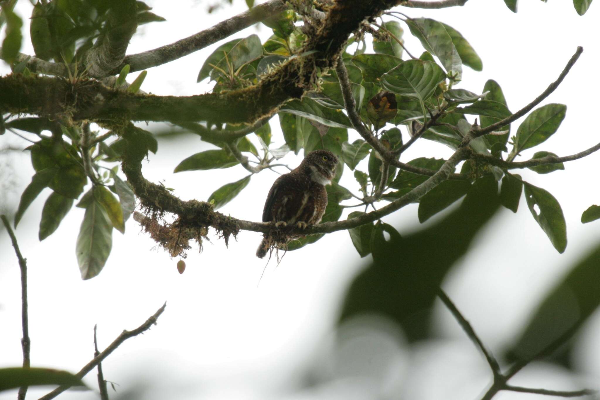 Image of Costa Rican Pygmy Owl