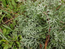 Слика од Artemisia austriaca Jacq.