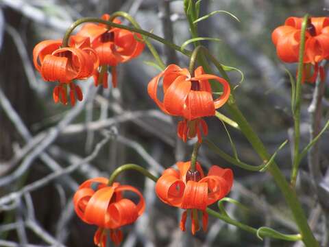 Слика од Lilium pomponium L.