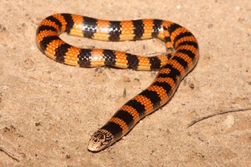 Image of Desert Banded Snake