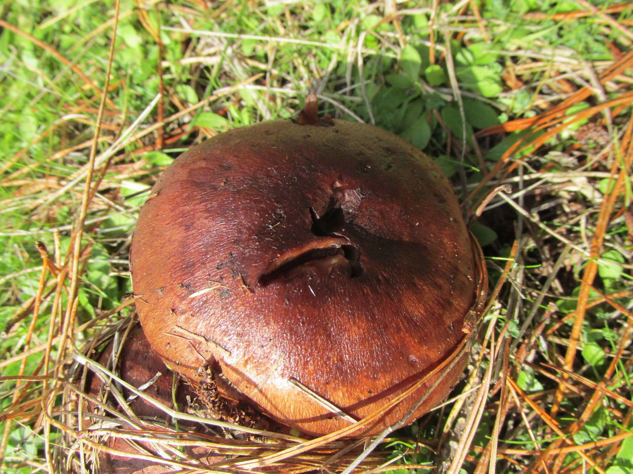 Image of Tricholoma albobrunneum (Pers.) P. Kumm. 1871