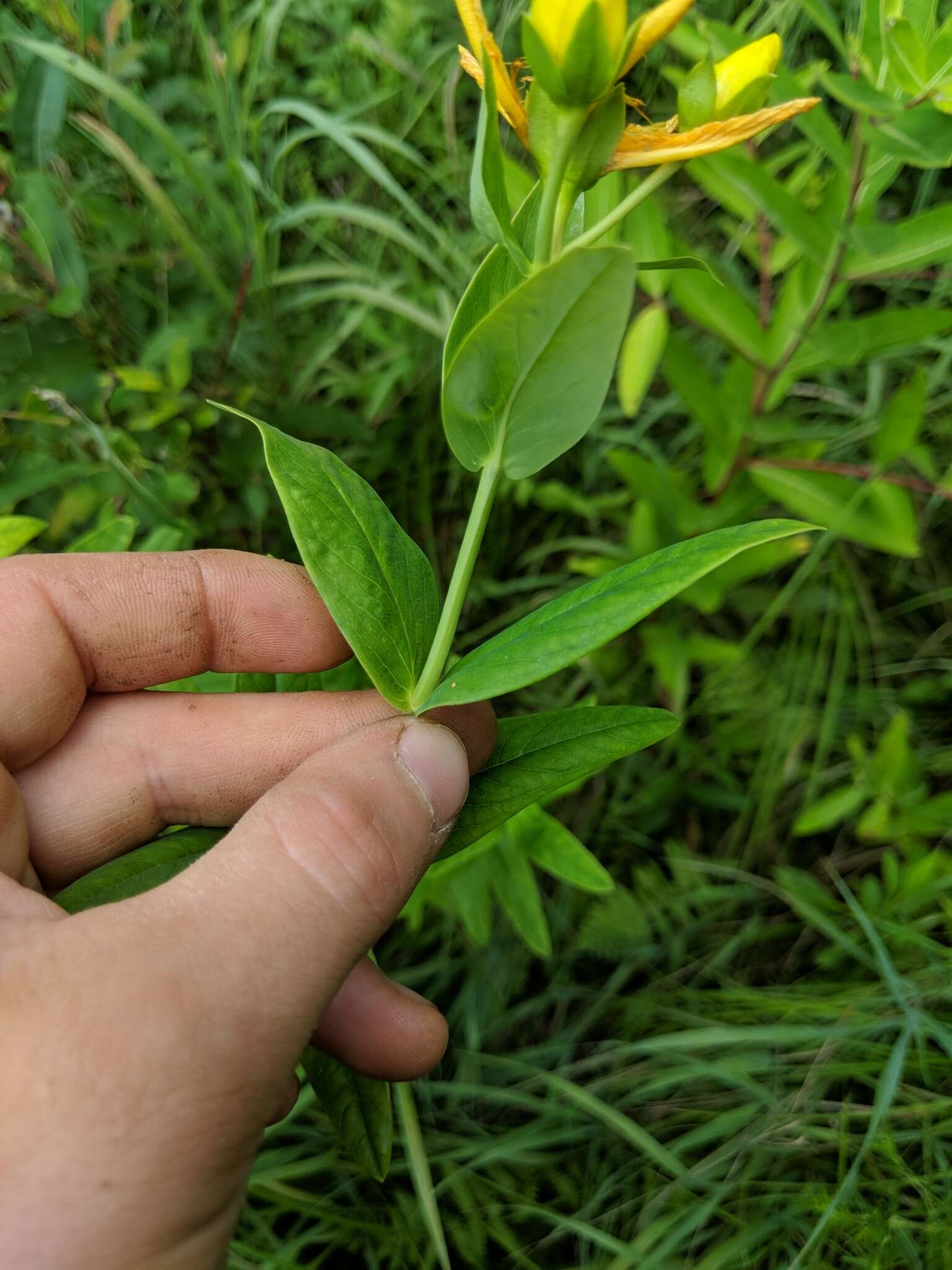 Image of great St. Johnswort