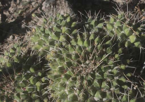 صورة Mammillaria compressa subsp. centralifera (Repp.) D. R. Hunt