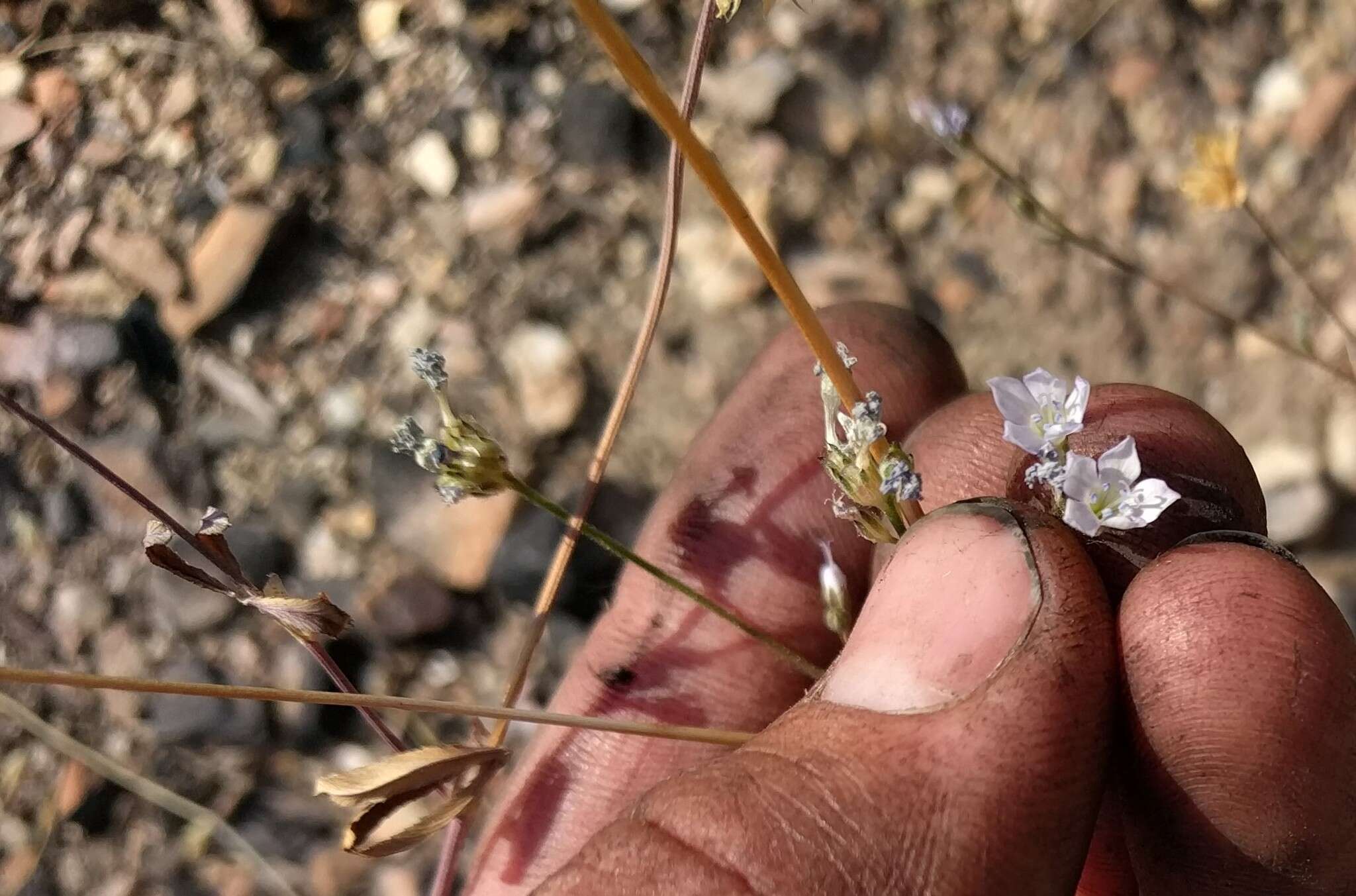 Image of California gilia