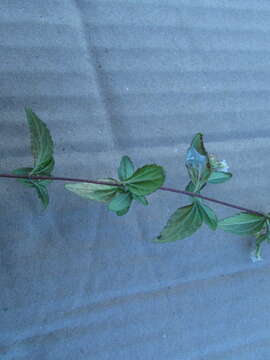 Image of Stevia origanoides Kunth