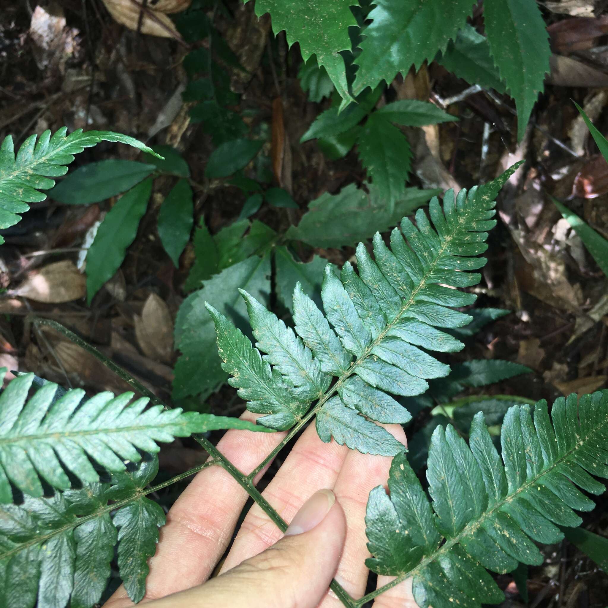 Image of Dryopteris polita Rosenst.