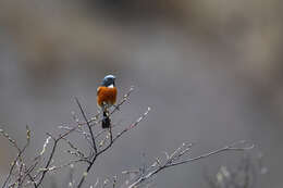 Image of White-throated Redstart