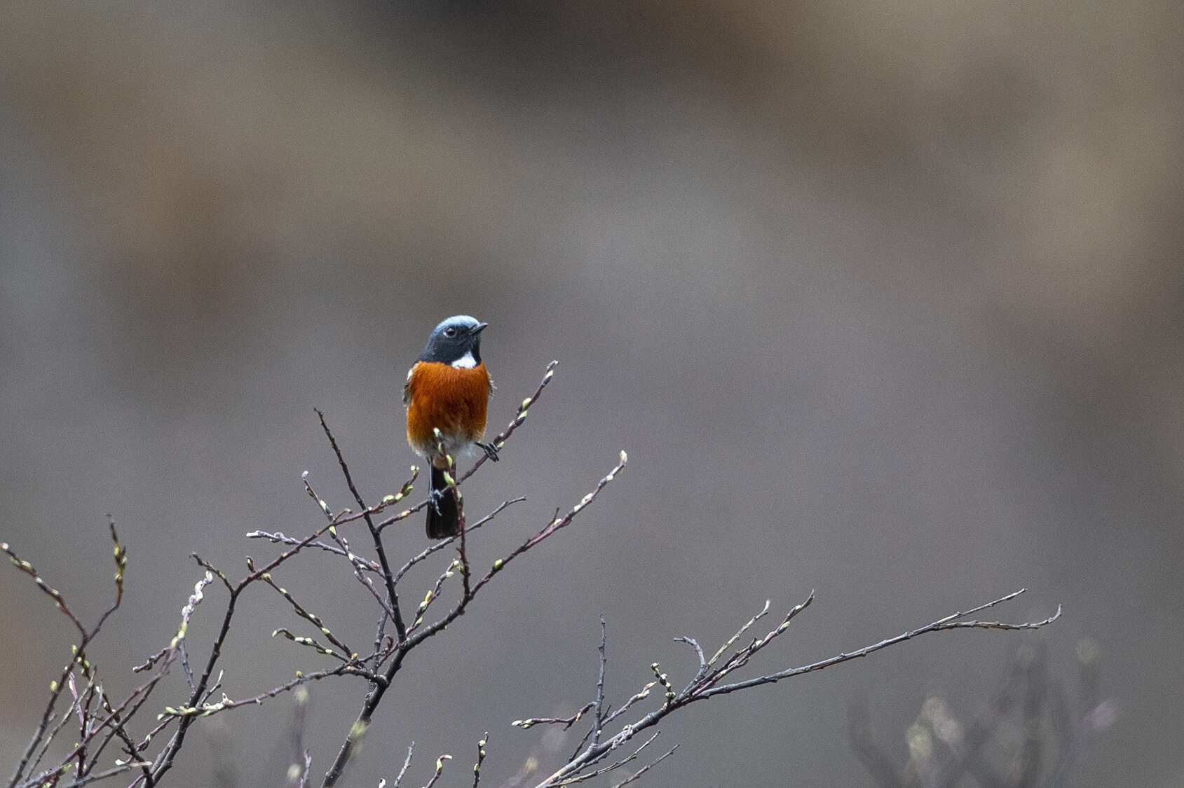 Image of White-throated Redstart