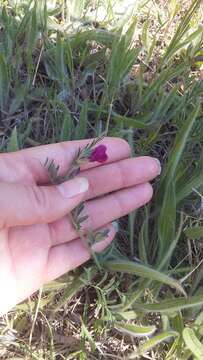 Image of wandering vetch