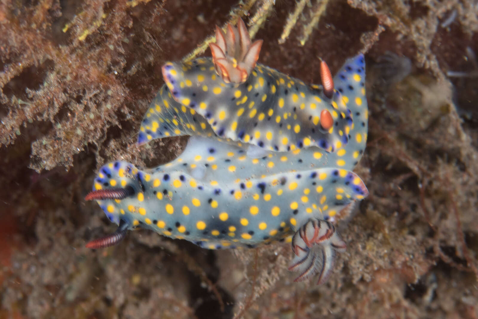 Image of Hypselodoris confetti Gosliner & R. F. Johnson 2018