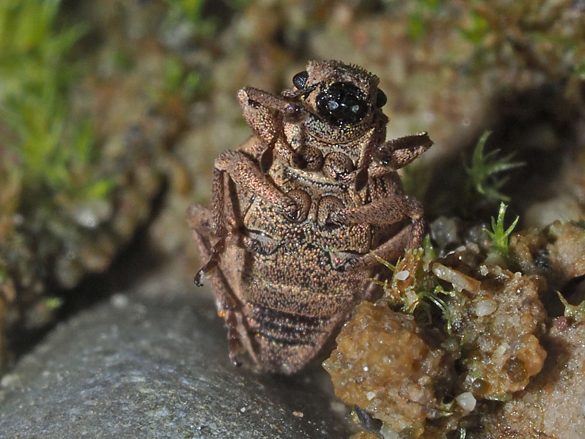 Imagem de Strophosoma (Strophosoma) melanogrammum (Forster 1771)