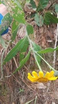 صورة Tithonia hondurensis J. C. La Duke