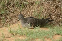 Image of Wedge-tailed Shearwater