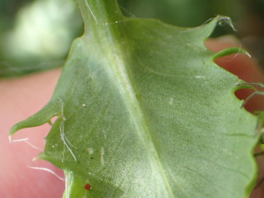 Senecio glastifolius L. fil. resmi