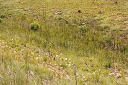 Image of Cephalaria attenuata (L. fil.) Roem. & Schult.