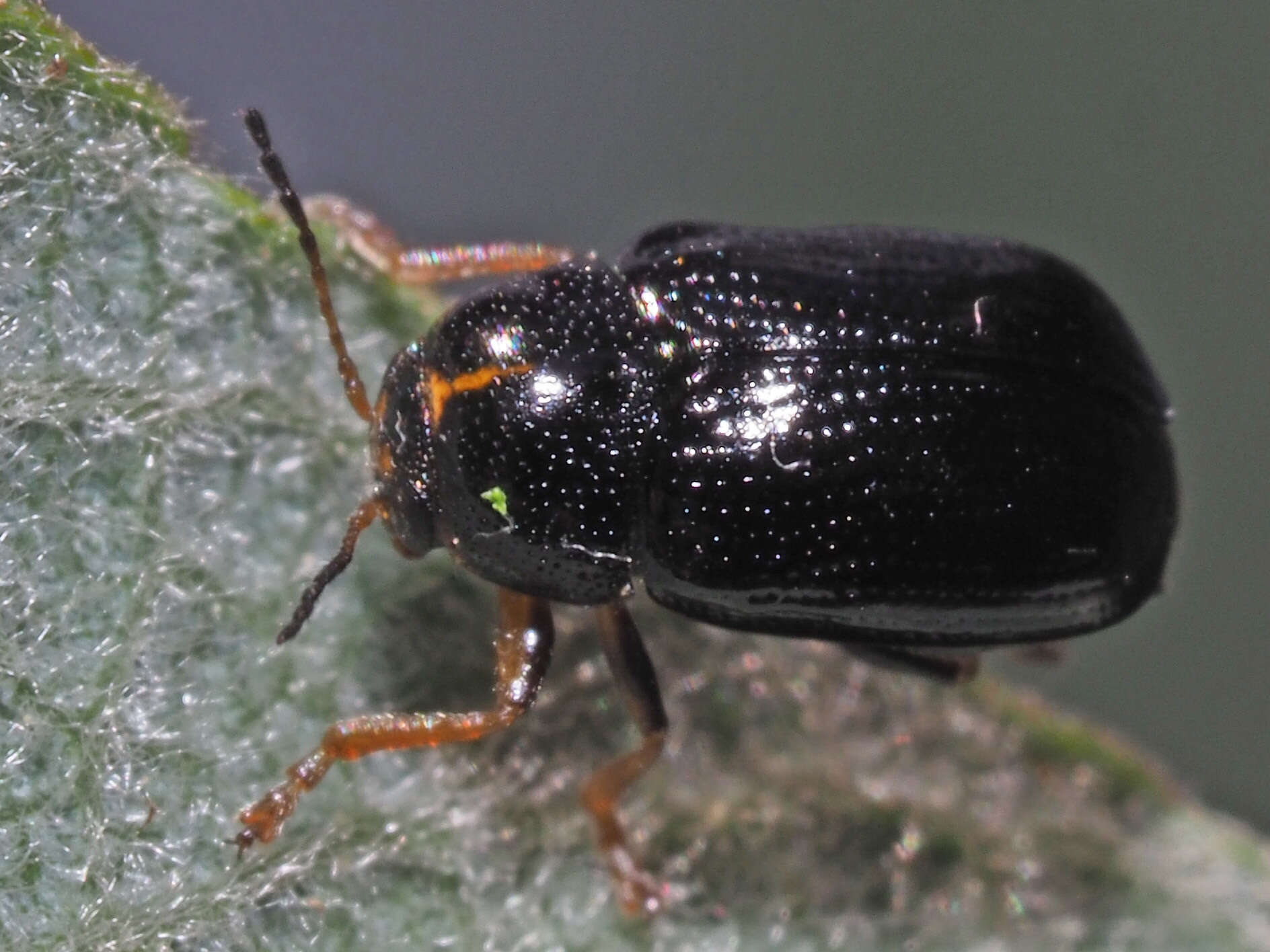 Image of <i>Cryptocephalus decemmaculatus</i>