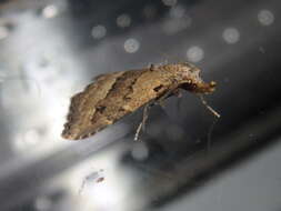 Image of White-line snout moth