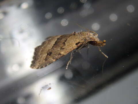 Image of White-line snout moth