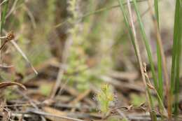 Imagem de Drosera platypoda Turcz.