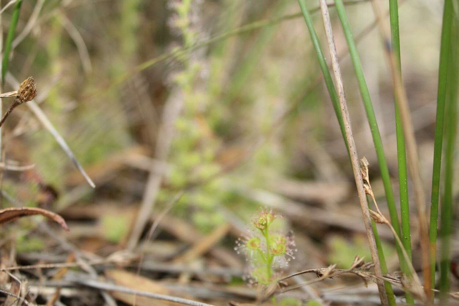 Image of Drosera platypoda Turcz.