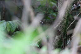 Image of Cachar Wedge-billed Babbler