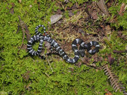 Image of Butler's Wolf Snake