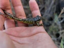 Sivun Scinax tigrinus Nunes, Carvalho & Pereira 2010 kuva