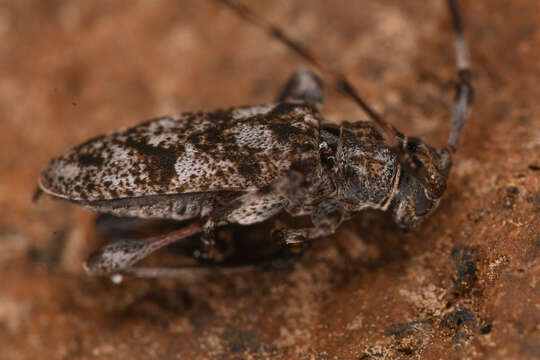 Image of Little Flatface Longhorn Beetle