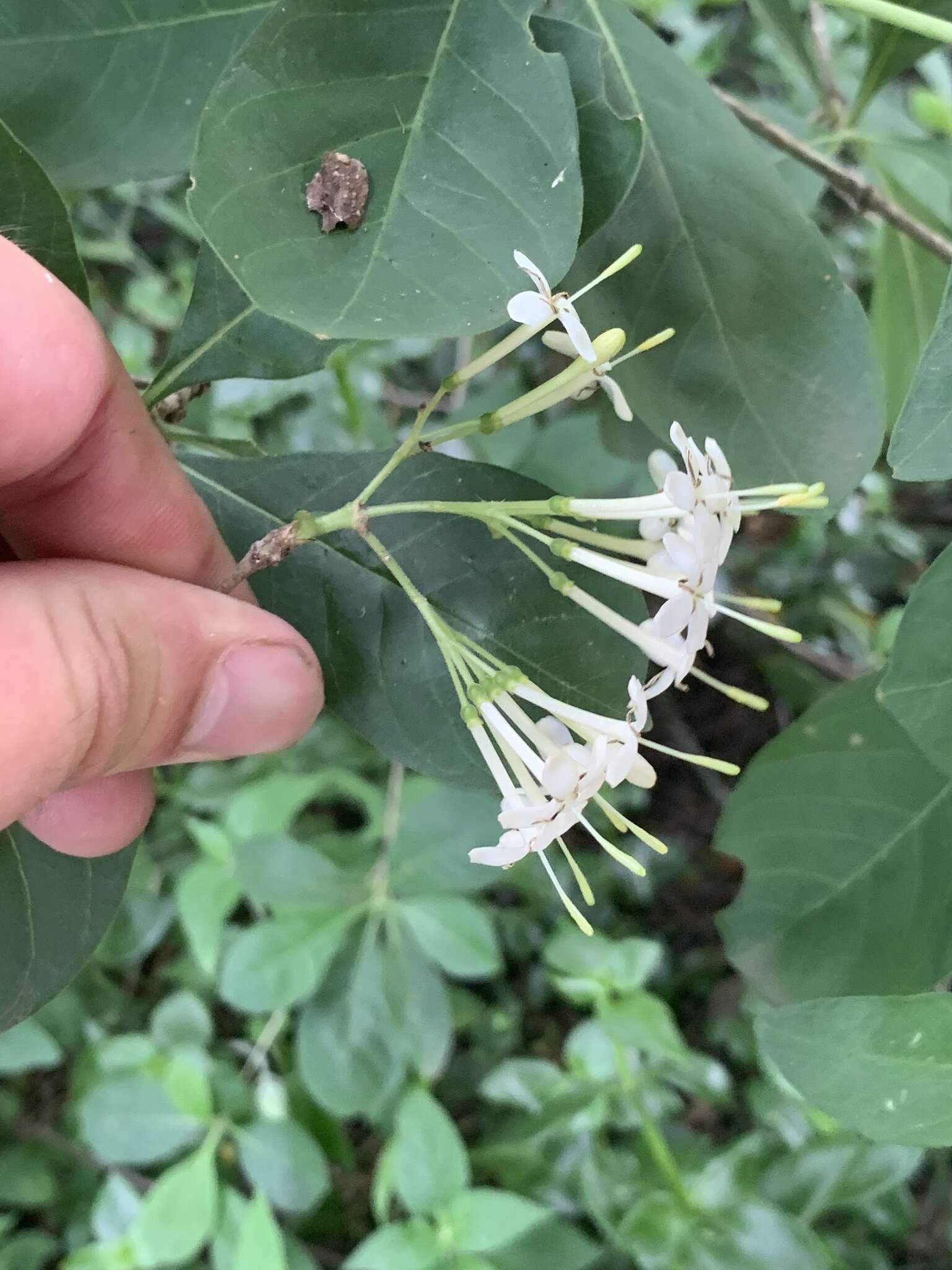 Image of Pavetta gardeniifolia var. subtomentosa K. Schum.