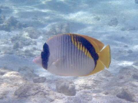 Chaetodon lineolatus Cuvier 1831 resmi