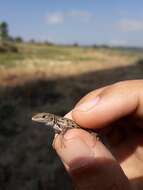 Image of Psammodromus occidentalis Fitze, Gonzalez-jimena, San-jose, San Mauro & Zardoya 2012