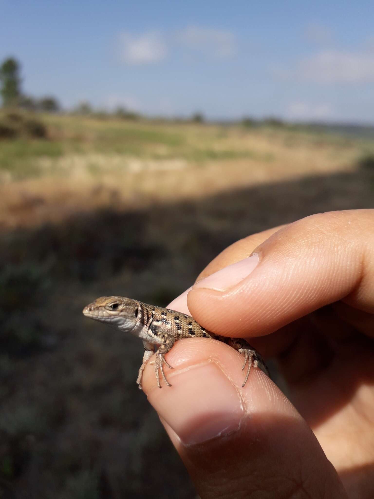 Image of Psammodromus occidentalis Fitze, Gonzalez-jimena, San-jose, San Mauro & Zardoya 2012