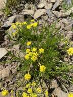 Image of Wasatch desertparsley