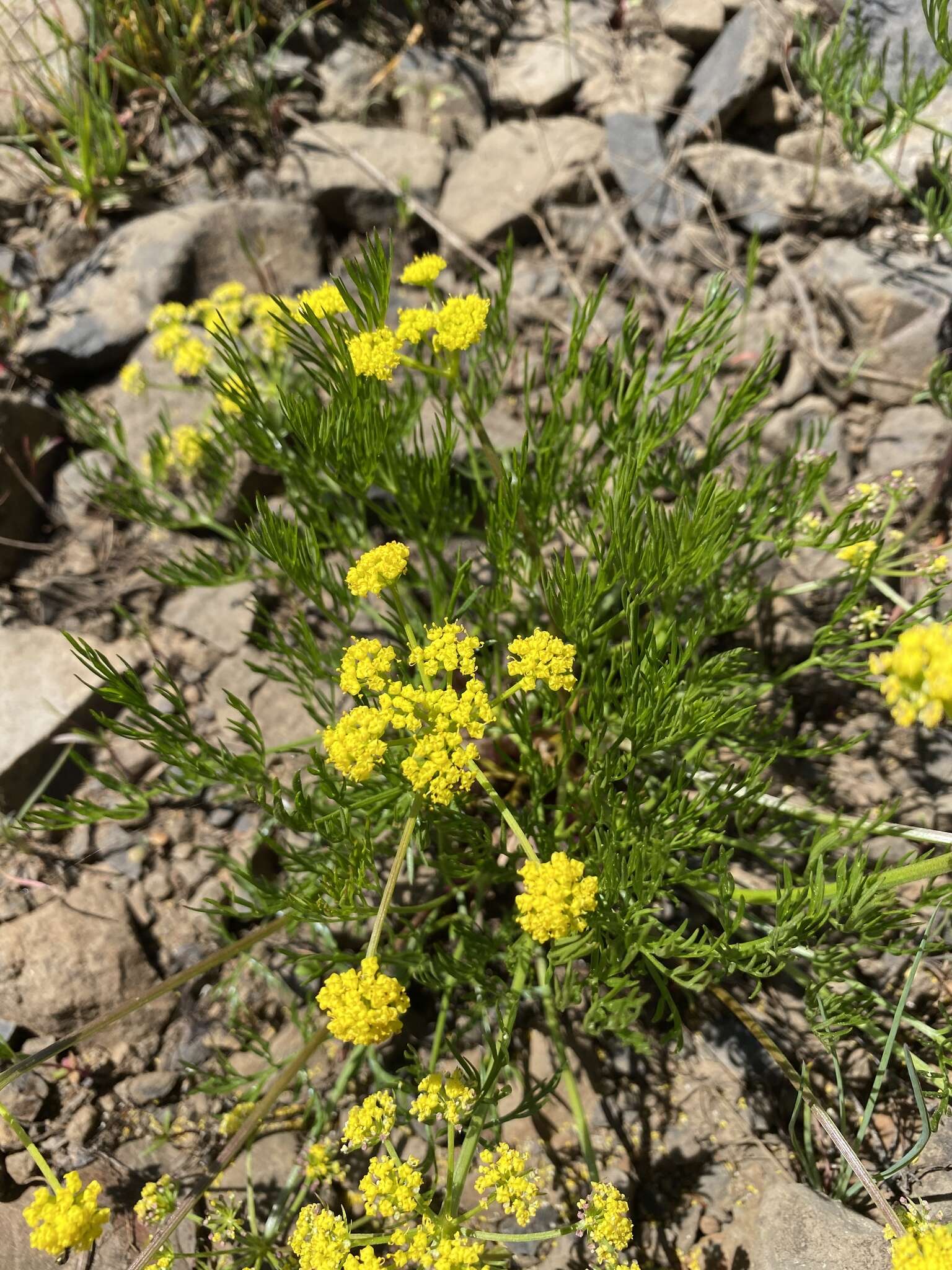 Imagem de Lomatium bicolor (S. Wats.) Coult. & Rose