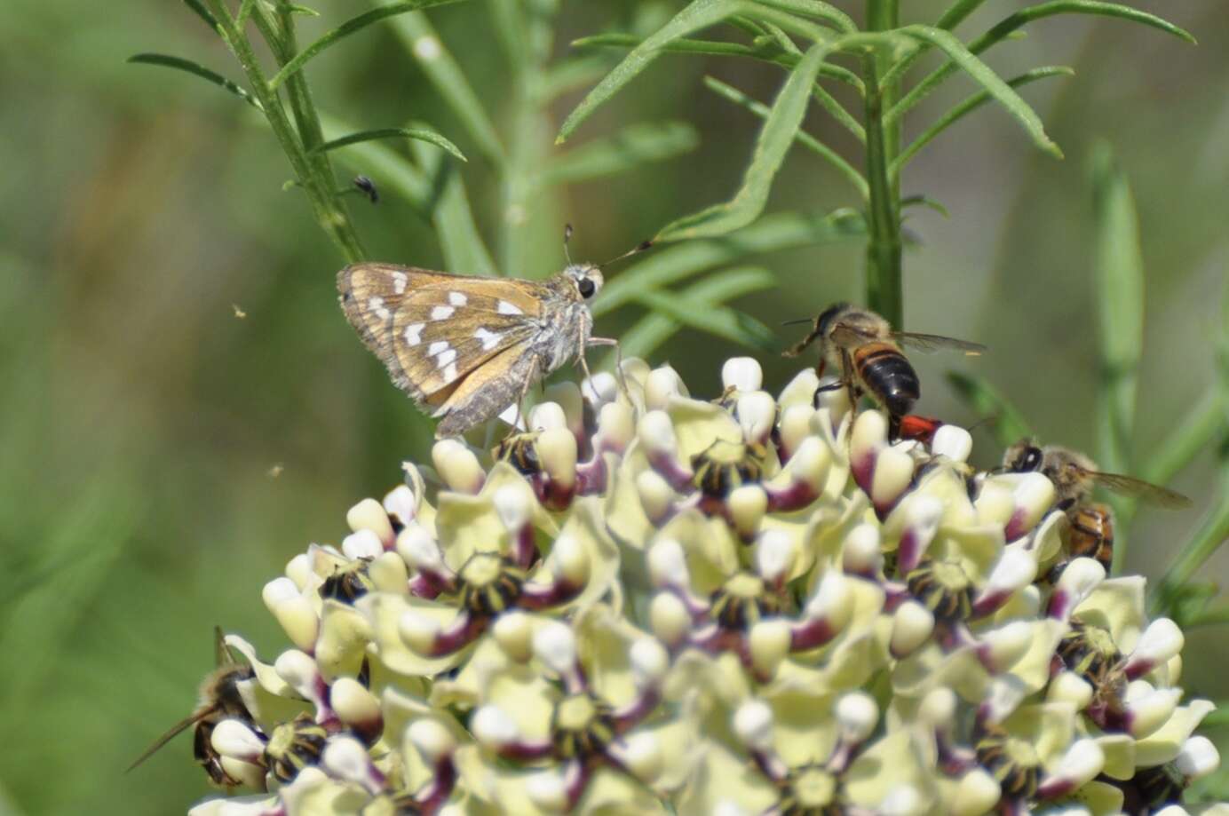 Image of Green Skipper