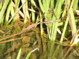 Image of Syrian Demoiselle