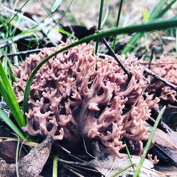 Image of Clavaria versatilis (Quél.) Sacc. & Trotter 1912