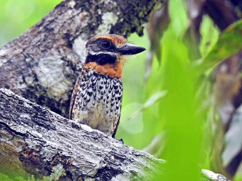 Image of Spotted Puffbird