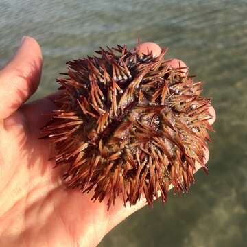 Image of West Indian sea egg