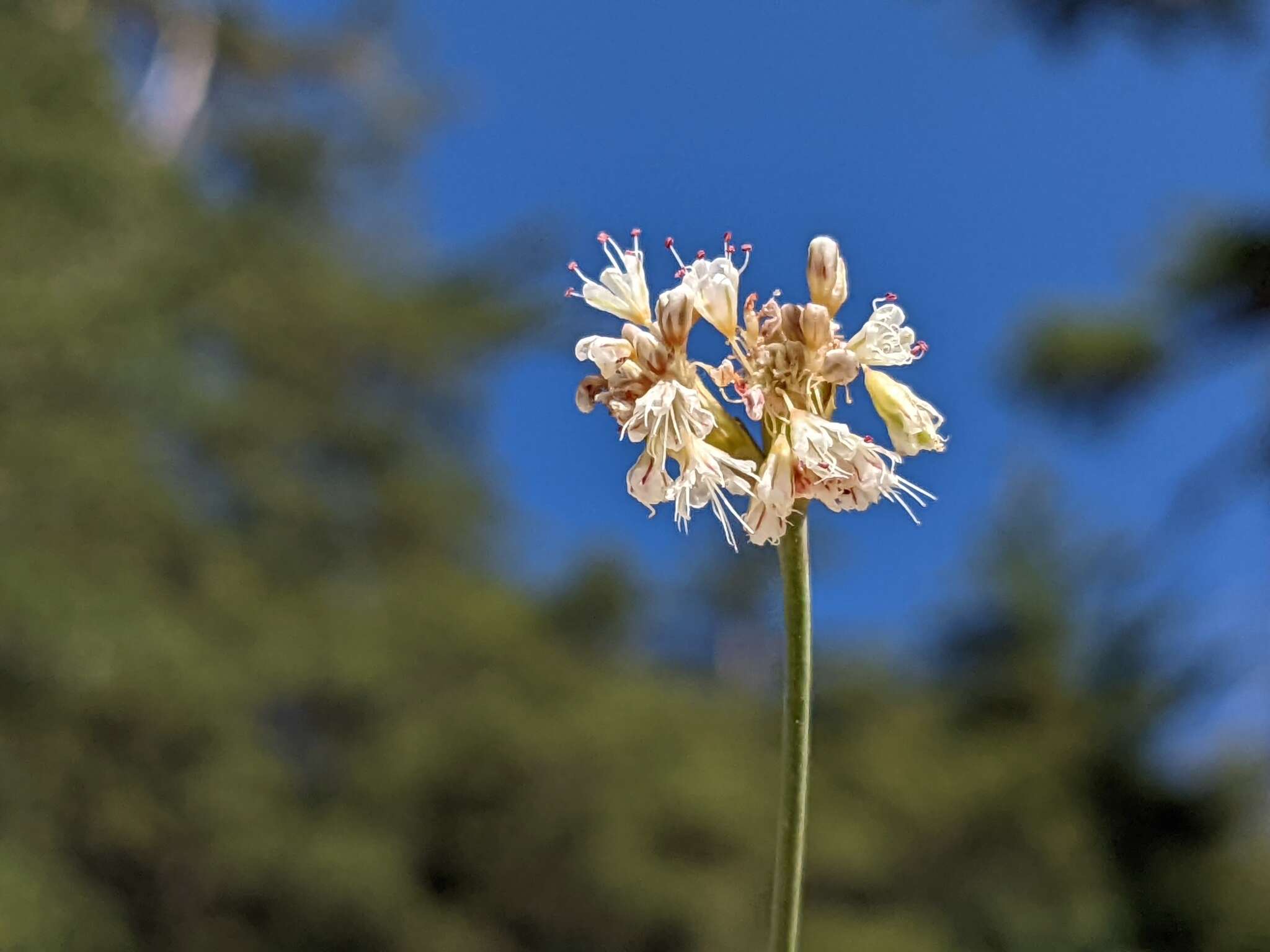 Imagem de Eriogonum nudum var. pauciflorum S. Wats.