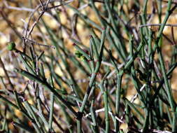 Image of Euphorbia tenax Burch.