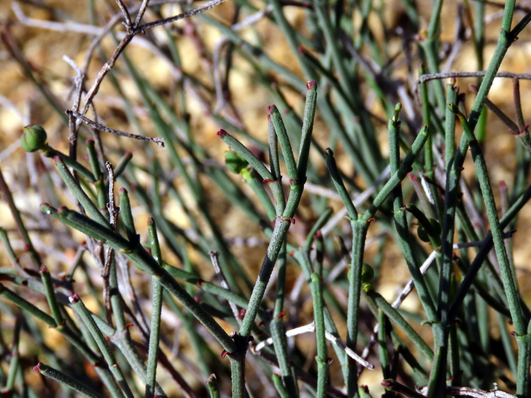 Plancia ëd Euphorbia tenax Burch.